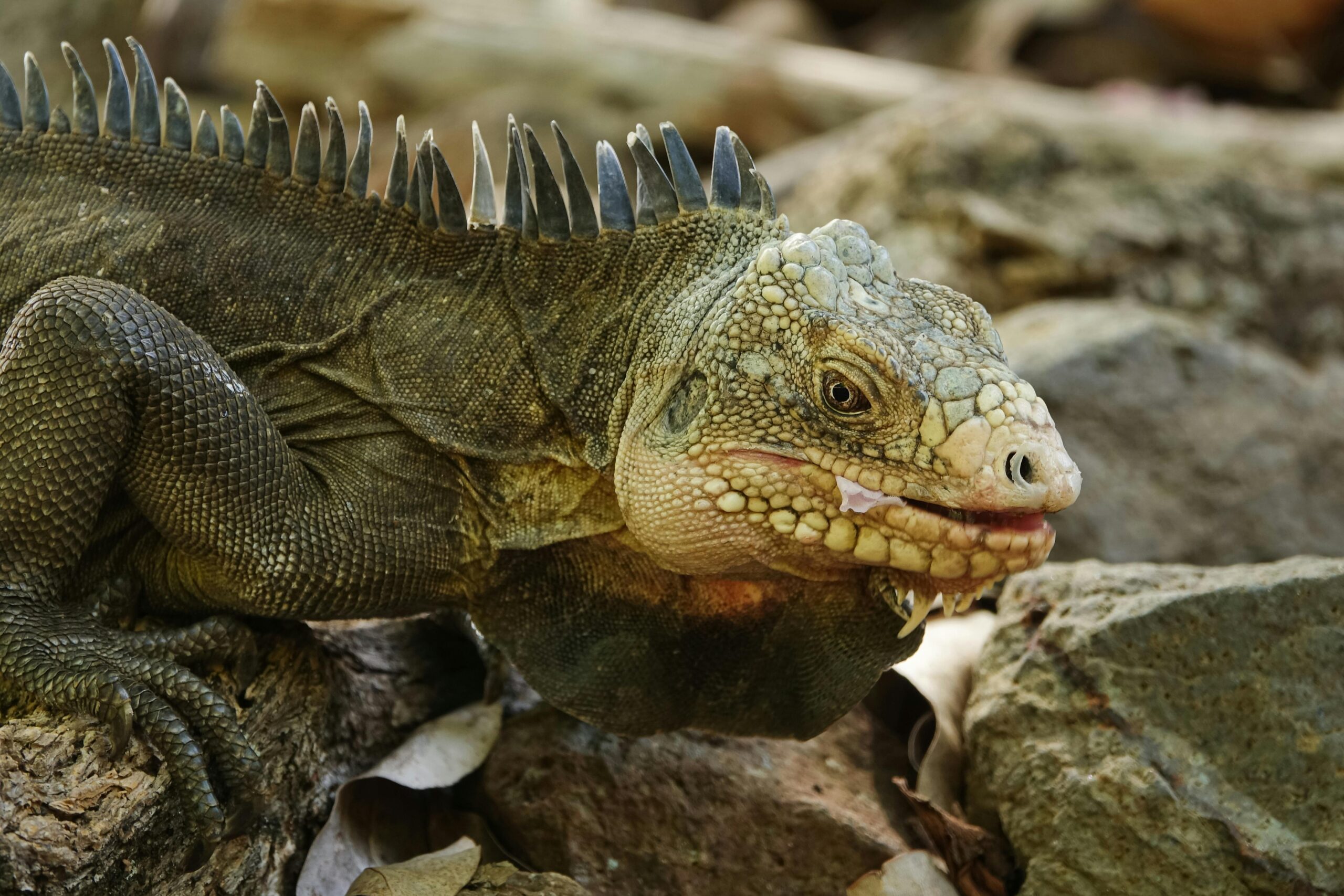 How To Take Great Care Of Your Pet Iguana - Image 3