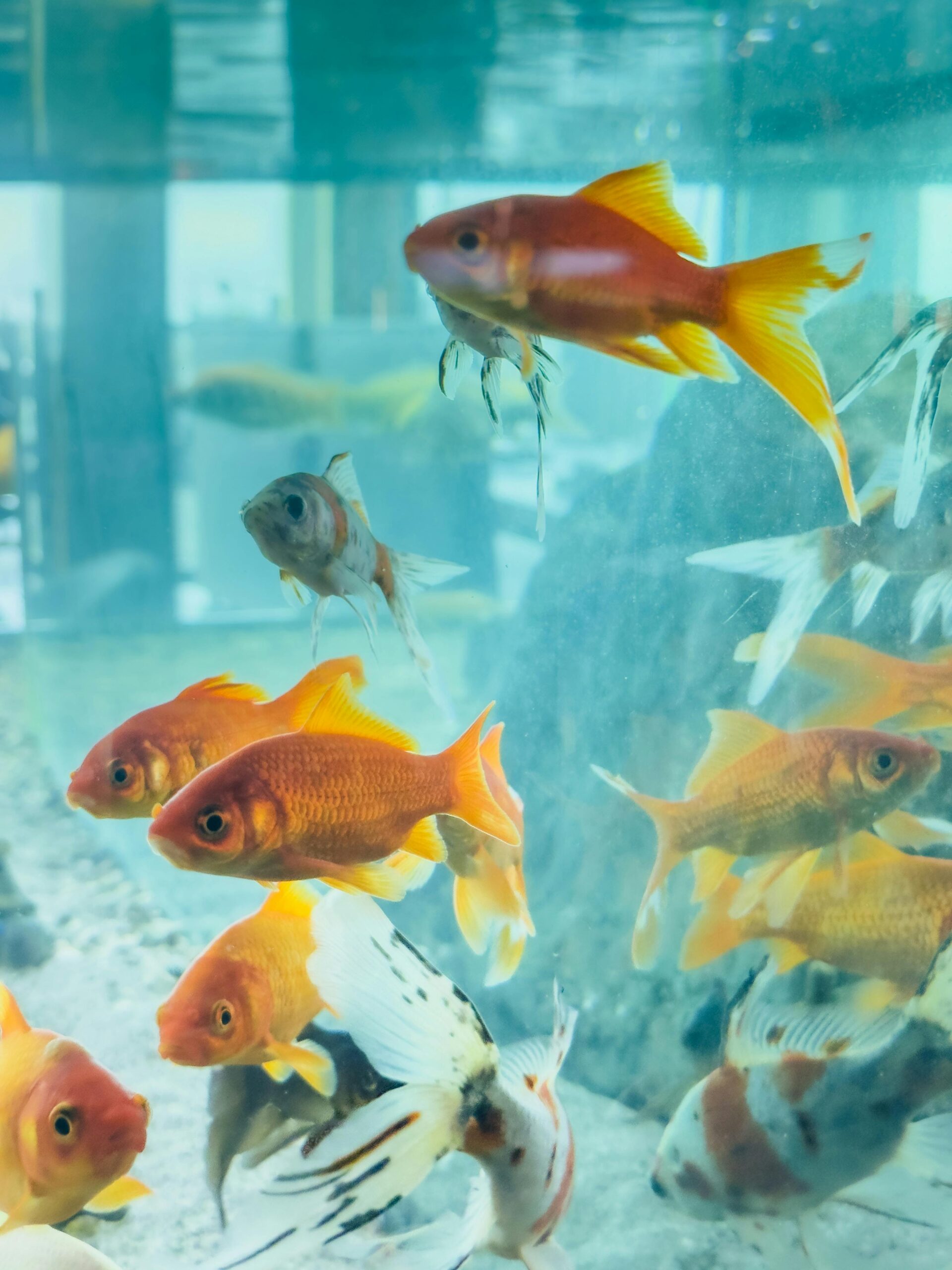 Aquarium Care Made Easy - Image 2