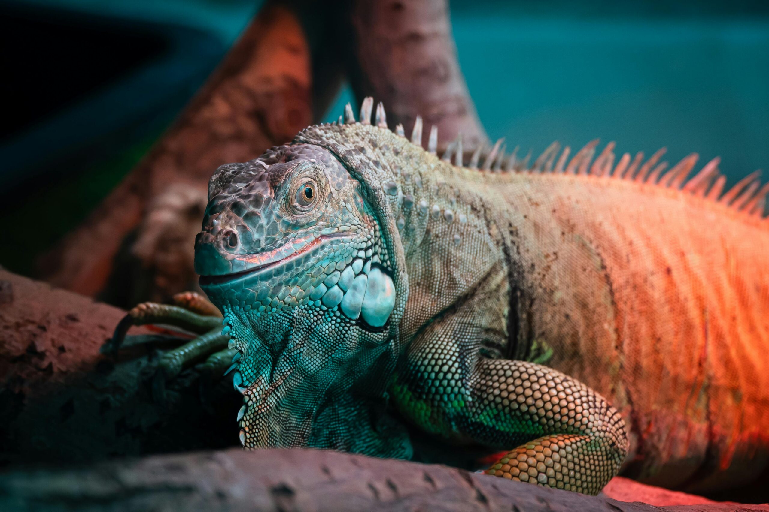 How To Take Great Care Of Your Pet Iguana - Image 6