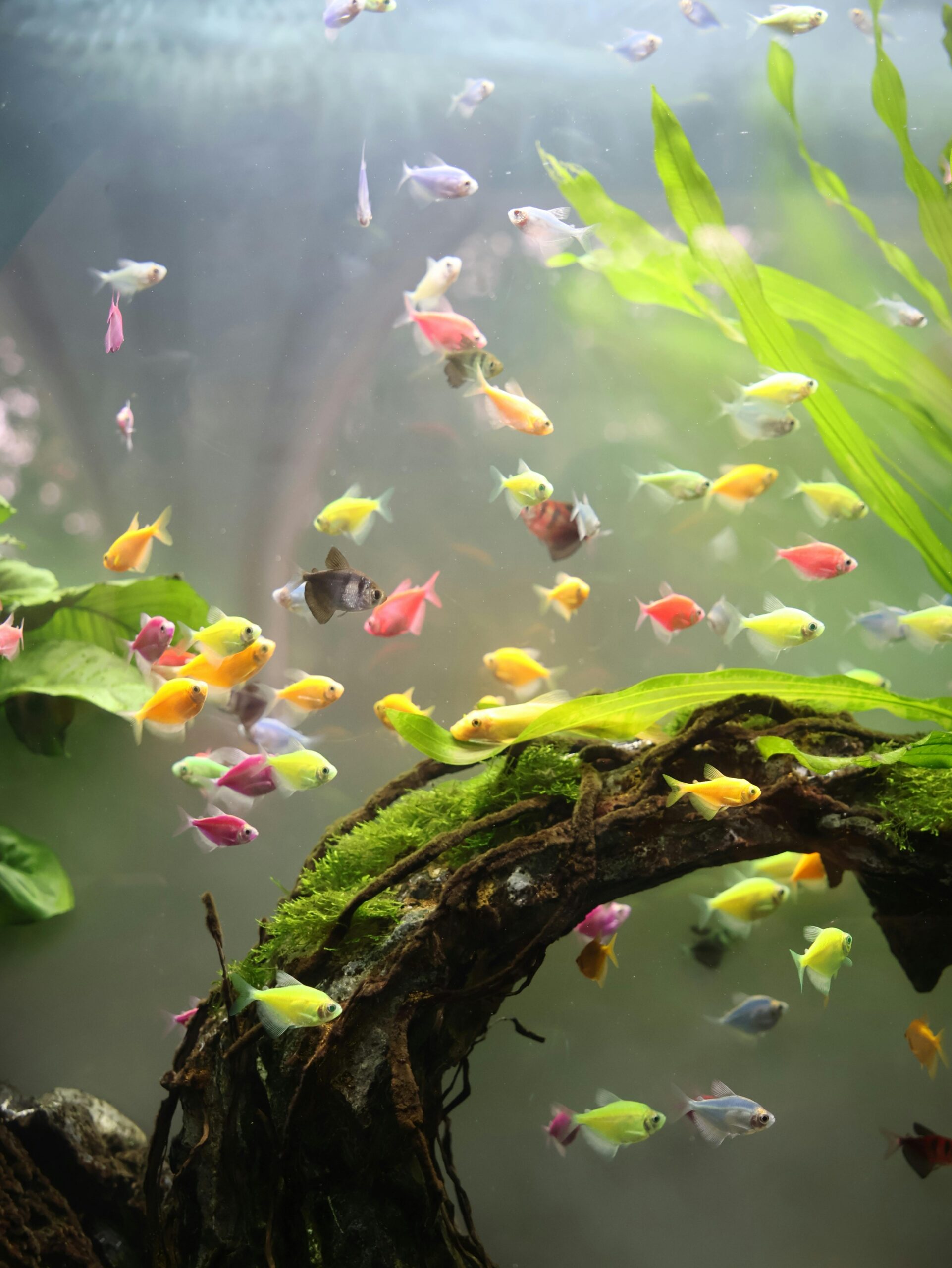 Aquarium Care Made Easy - Image 3