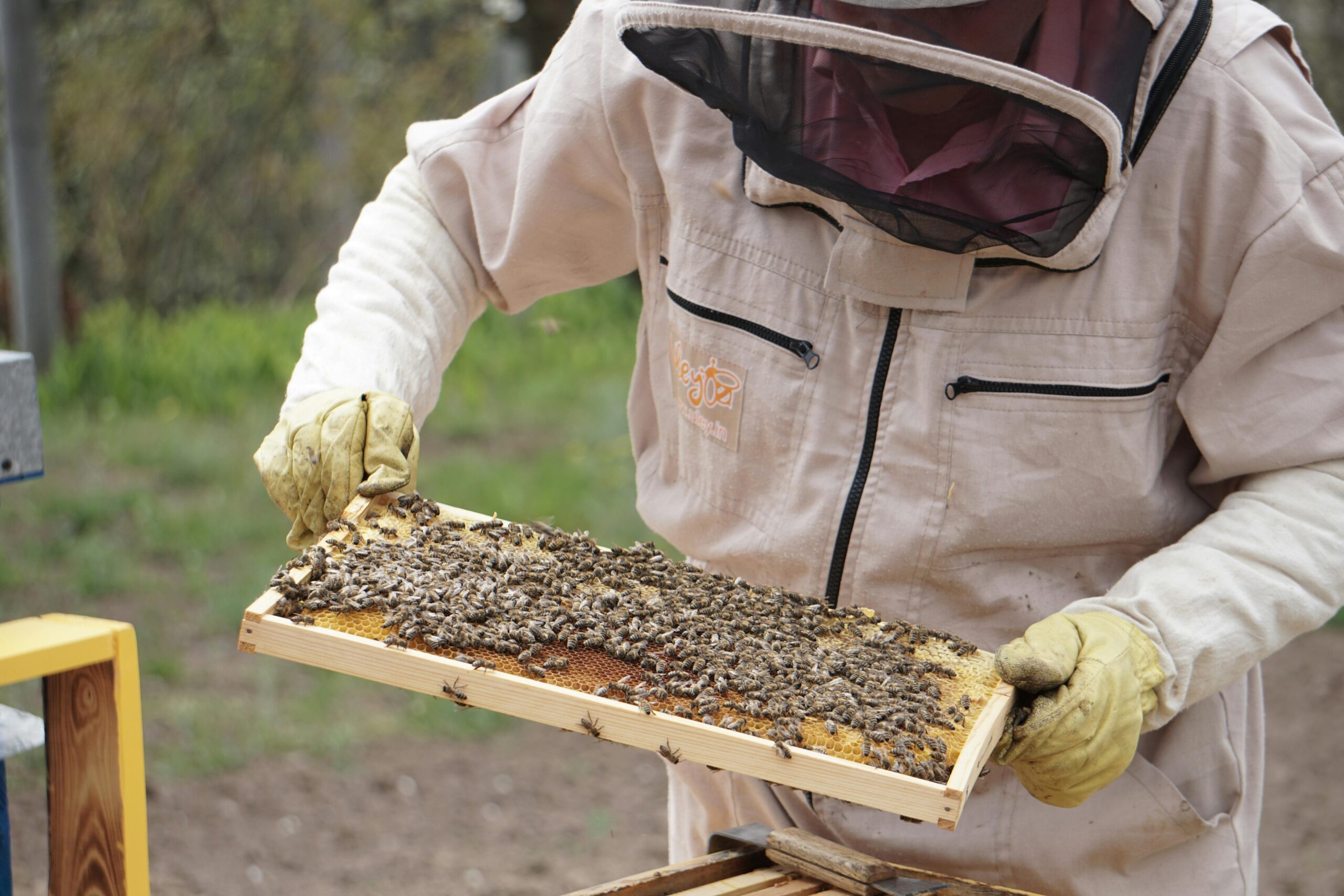How To Become A Bee-Keeping Pro! - Image 2