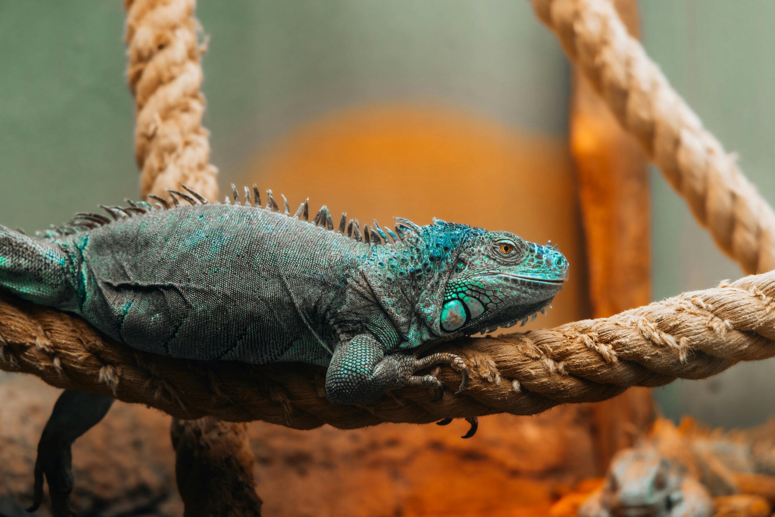 How To Take Great Care Of Your Pet Iguana - Image 5
