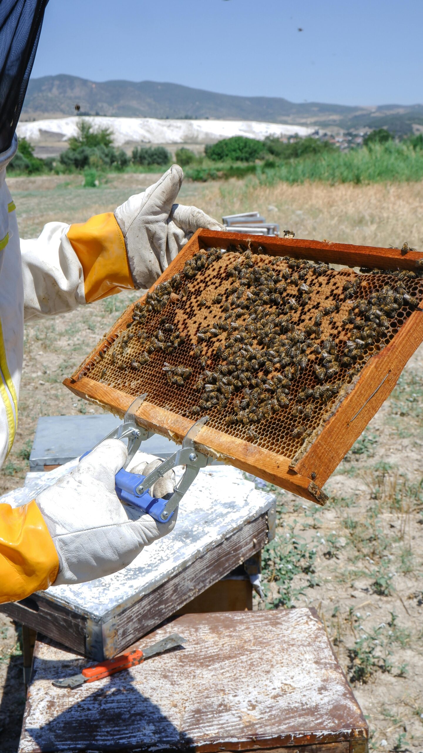 How To Become A Bee-Keeping Pro! - Image 4