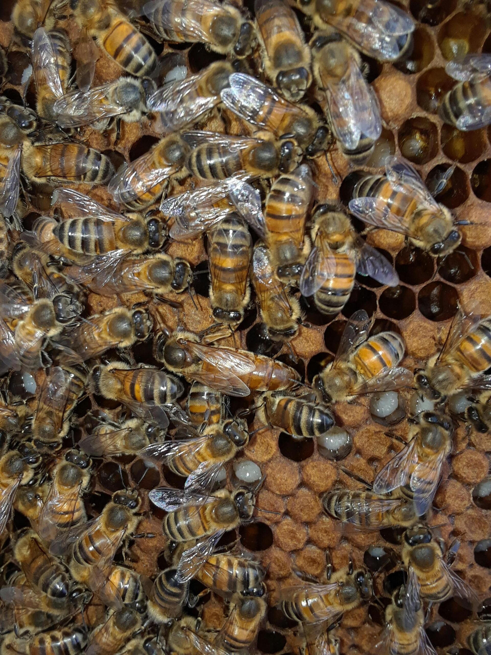 How To Become A Bee-Keeping Pro! - Image 3