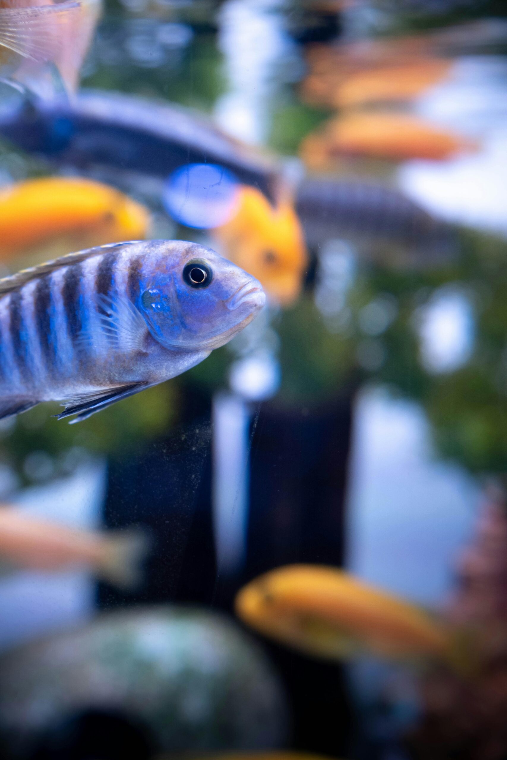 Aquarium Care Made Easy - Image 5