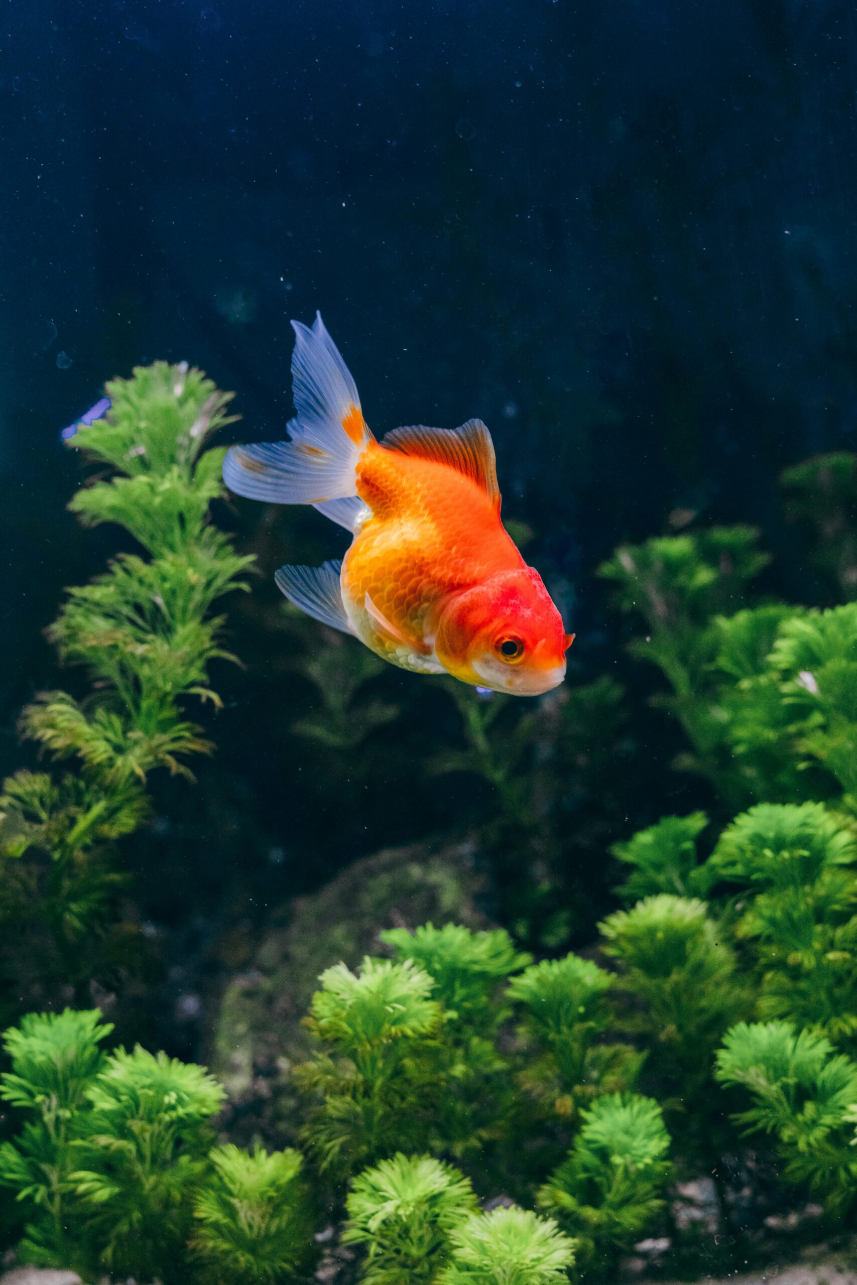 Aquarium Care Made Easy - Image 4