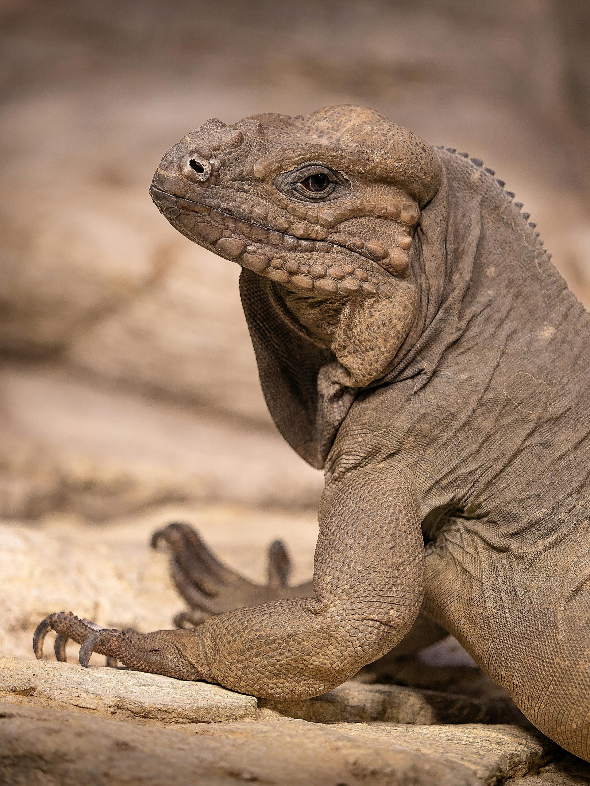 How To Take Great Care Of Your Pet Iguana - Image 4